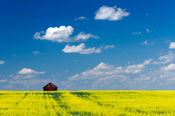 Red Barn Prairie Canola Field