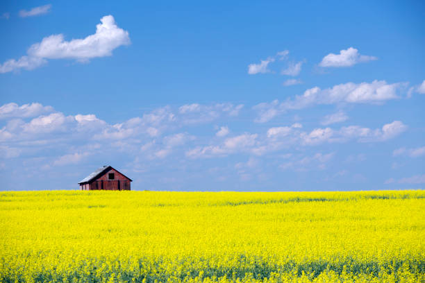 istock Red Barn Prairie Canola Field 1020670992