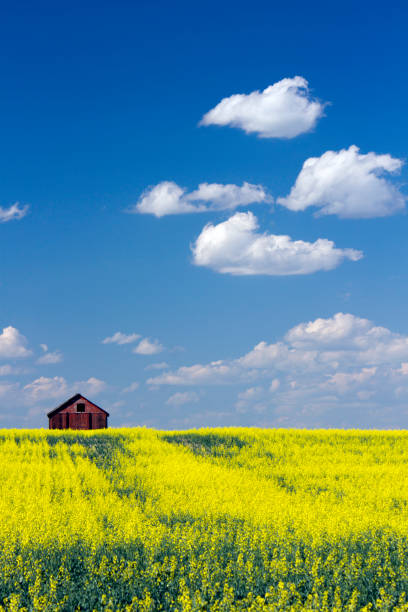 istock Red Barn Prairie Canola Field 1020670994