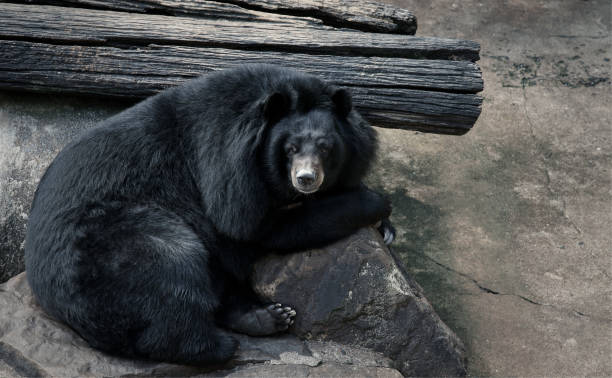 istock Black bear or buffalo Bear in the zoo : Thailand 1020671168