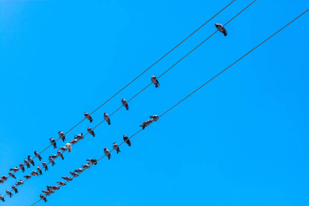 istock Pigeons sitting on electric wires. 1020673700