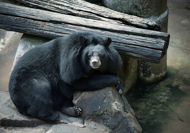 Black bear or buffalo Bear in the zoo