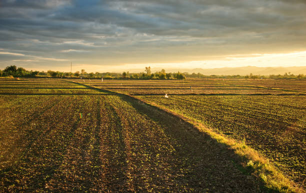 Plant in fields at sunset sky : Thailand stock photo