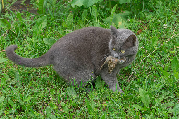 Gray domestic cat catches sparrow. It holds dead bird in his jaw. stock photo