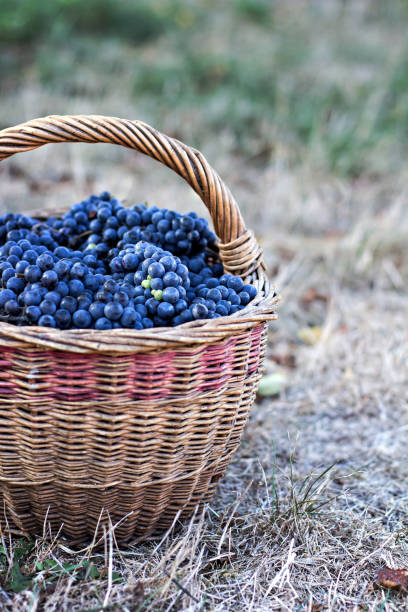 istock Dark grapes in a basket. Grape harvesting. 1020679178