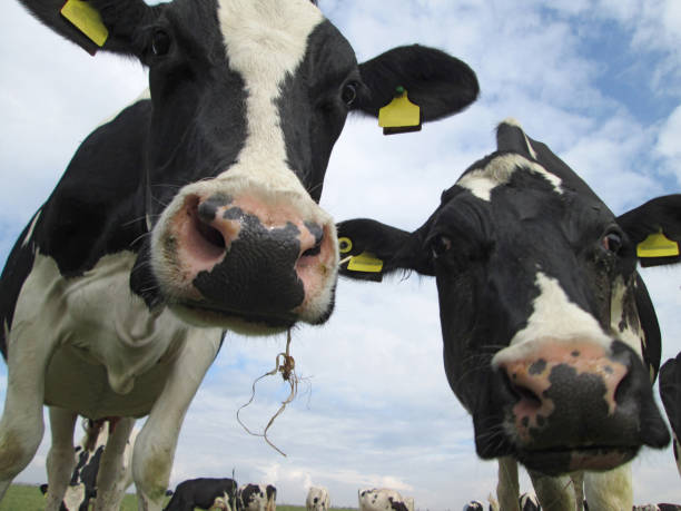istock Close up of two dairy cows in a field 1020692912