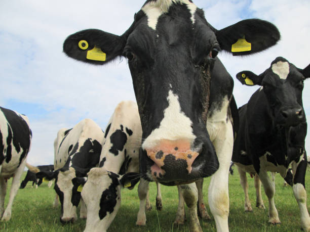 istock a herd of dairy cows gathered around in a field 1020692998