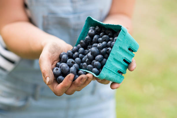 leckere heidelbeeren - entrepreneur lifestyles nature environment stock-fotos und bilder