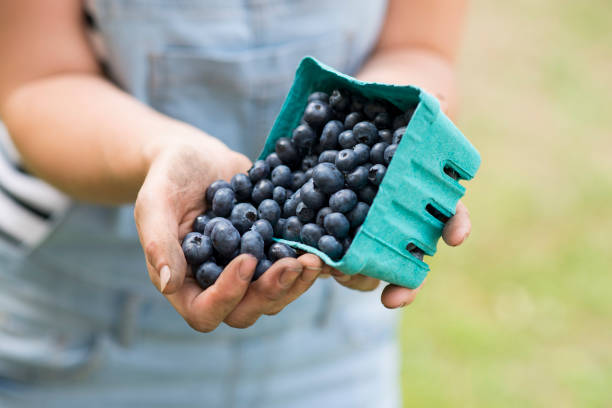 Tasty Blueberries Anonymous young woman's hands holding a container of organic fresh blueberries that she grew on her local farm, and pouring them into her hand. canadian culture photos stock pictures, royalty-free photos & images
