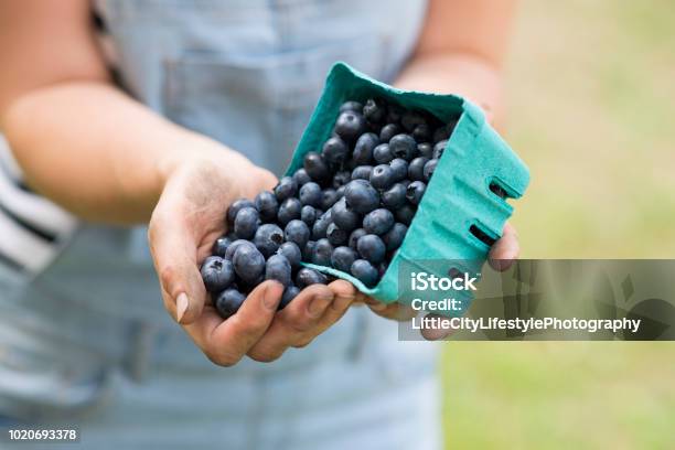 Tasty Blueberries Stock Photo - Download Image Now - Blueberry, Canada, Farmer