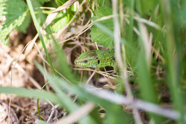 istock A green lizard crawling on a dry grass close up. 1020693574