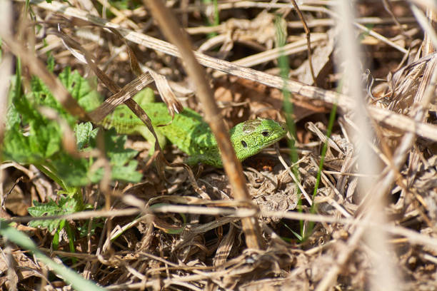 istock A green lizard crawling on a dry grass close up. 1020693634
