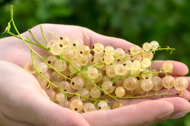 brushes of ripe berries of a white currant in the palms of the hands"n"n