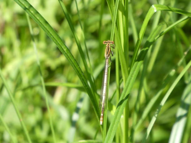 istock brown little dragonfly in the grass 1020703936
