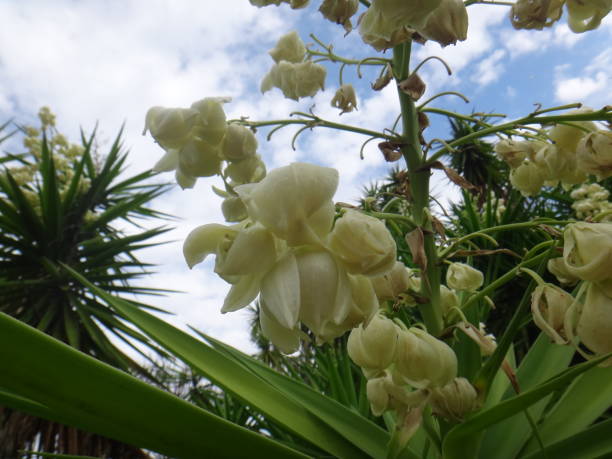 istock The flowers in large, showy, erect, paniculate inflorescences 1020704068