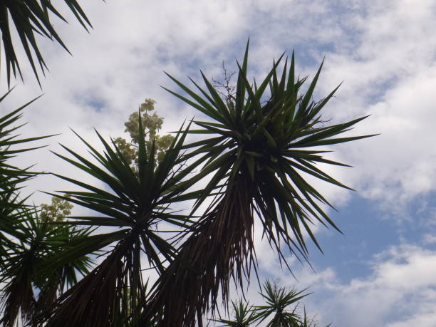 istock The flowers in large, showy, erect, paniculate inflorescences 1020704140