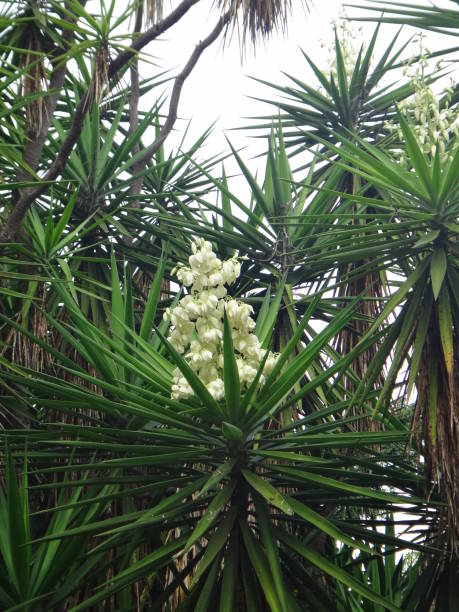 istock The flowers in large, showy, erect, paniculate inflorescences 1020706194