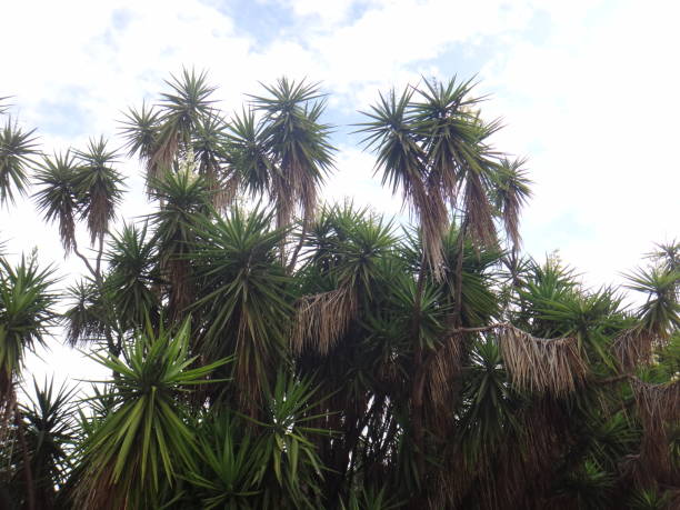 istock The flowers in large, showy, erect, paniculate inflorescences 1020706244