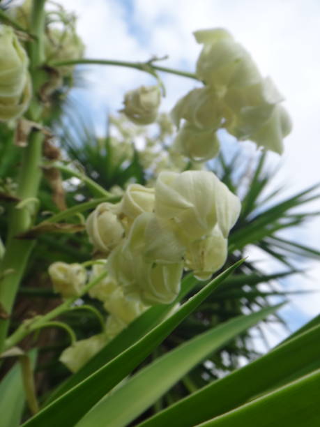 istock The flowers in large, showy, erect, paniculate inflorescences 1020706338