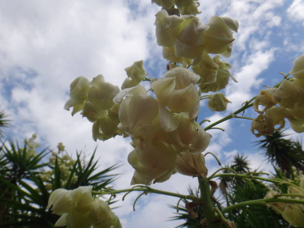 The flowers in large, showy, erect, paniculate inflorescences