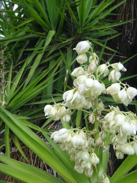 istock The flowers in large, showy, erect, paniculate inflorescences 1020706842