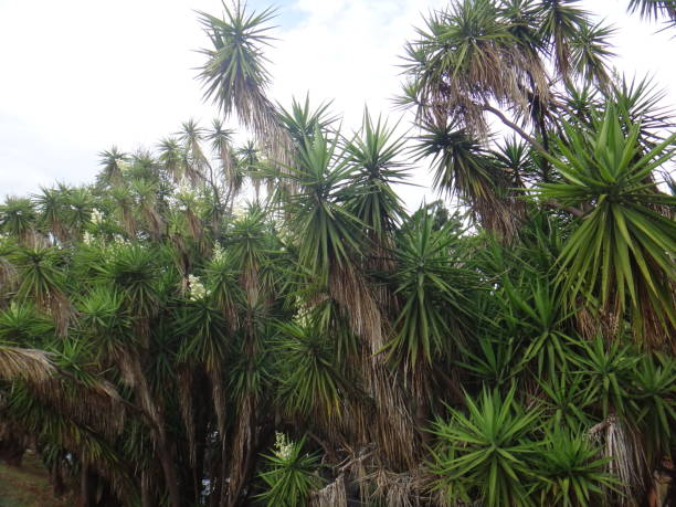 The flowers in large, showy, erect, paniculate inflorescences