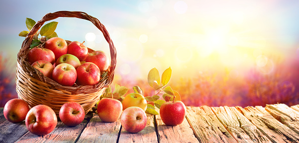 Red Apples In Basket On Aged Table At Sunset In Orchard