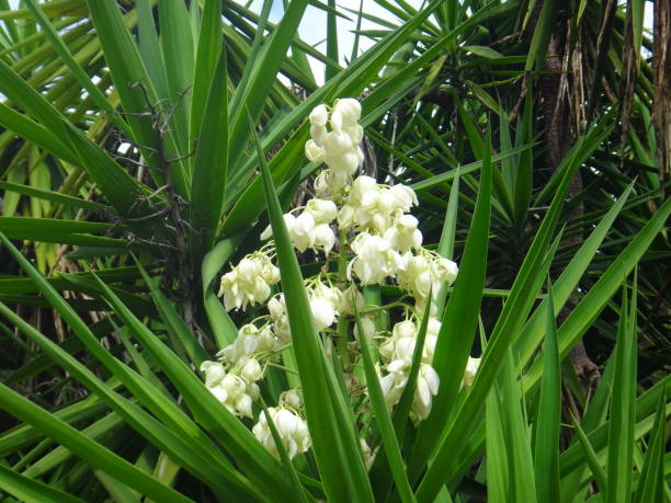 istock The flowers in large, showy, erect, paniculate inflorescences 1020706932