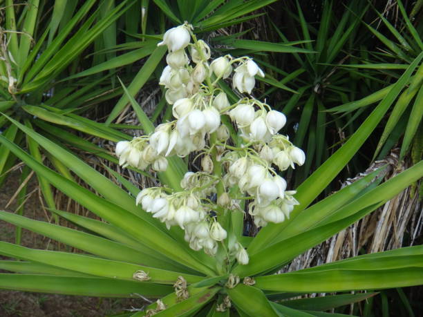istock The flowers in large, showy, erect, paniculate inflorescences 1020706946