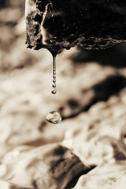 A macro photo captures a glistening resin droplet on a tree trunk, showcasing its golden hue and intricate details.