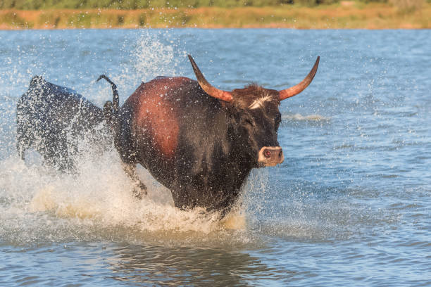 Bull galloping in the water, charging bull in Camargue
