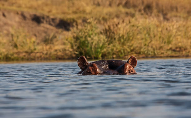 istock Eye--level Hippo in Kruger National Park 1 1020712910