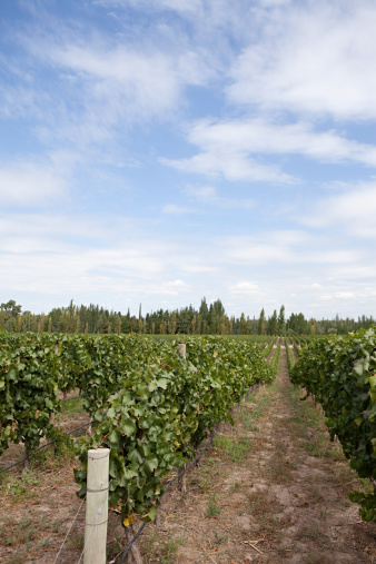 Green vines in a vineyard summer