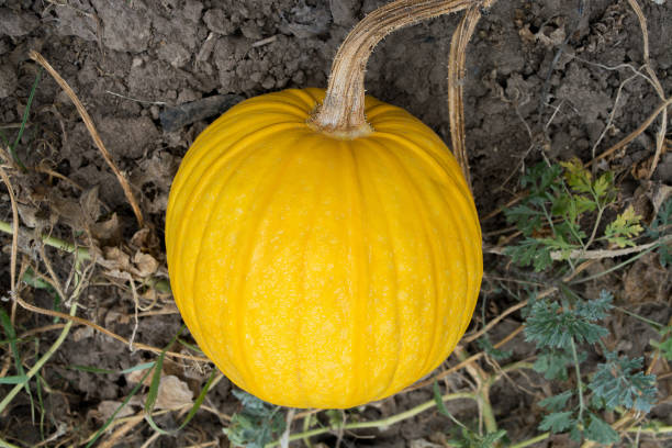 istock Yellow ripe pumpkin on the field 1020715198