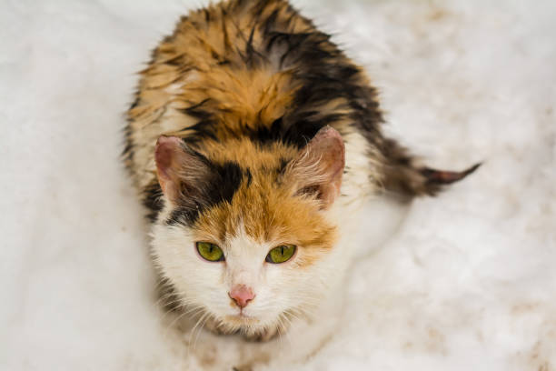 istock A wet homeless cat with sad eyes 1020717964