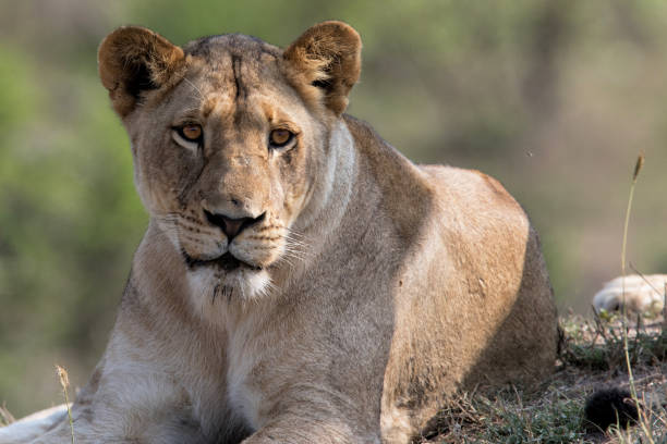 istock Lioness in Sabi Sands in South Africa 1020718436