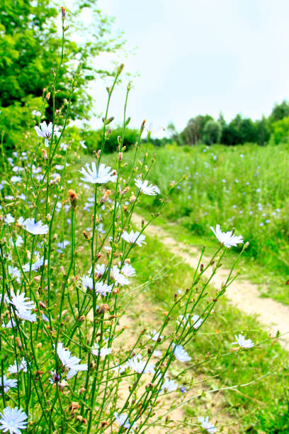 istock Blue flowers of Cichorium blooming at rural path 1020739608