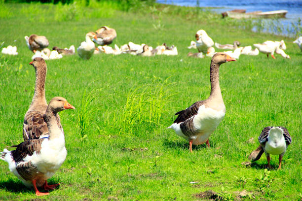 istock Geese on meadow near river. Farm birds 1020739636