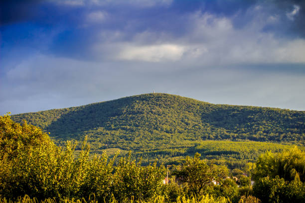 Scenic view of lush green grass and trees in forest
