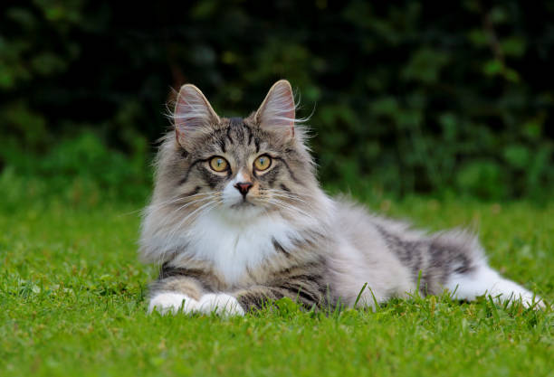 gattino gatto della foresta norvegese - gatto di razza foto e immagini stock