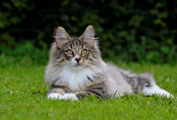 Norwegian forest cat kitten Kitten with long hair resting in grass on a summer day pure bred cat stock pictures, royalty-free photos & images