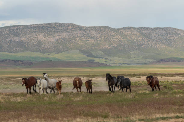 istock Wild Horses in the Utah Desert 1020755704