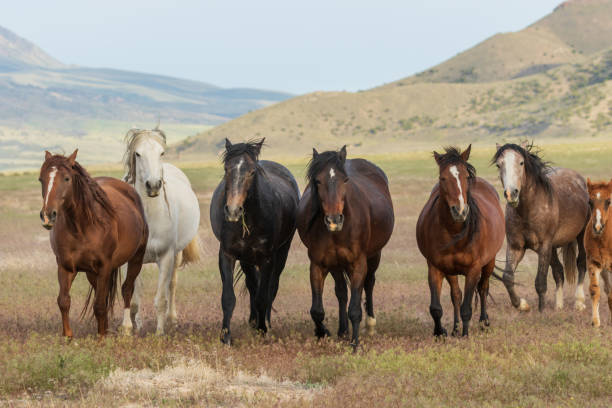 istock Wild Horses in the Utah Desert 1020755742