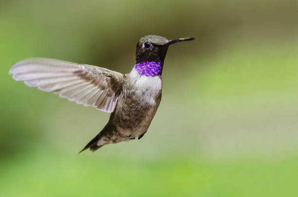 istock Black-Chinned Hummingbird with Throat Aglow While Hovering in Flight 1020755852
