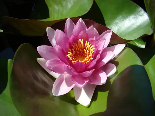 lotus, flower, water, pink, lily, nature, green, pond, plant, bloom, water lily, blossom, flora, leaf, purple, beauty, garden, waterlily, summer, aquatic, lake, beautiful, blooming