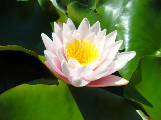 otus, flower, water, pink, lily, nature, green, plant, blossom, pond, flora, bloom, garden, flowers, beautiful, water lily, leaf, beauty, lake, yellow, petal, white, summer