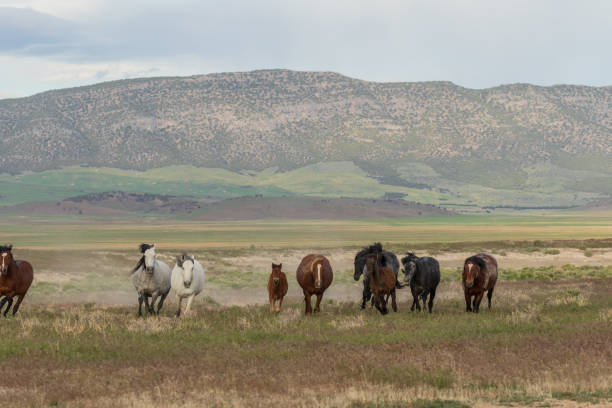 istock Wild Horses in the Utah Desert 1020755988