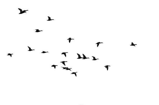 istock Flock of Mallard Ducks Silhouetted While Flying on a White Background 1020758430
