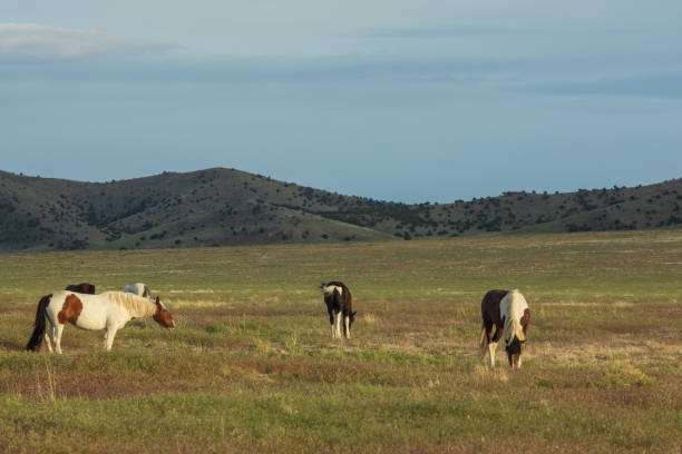 istock Wild Horses in the Utah Desert 1020758468
