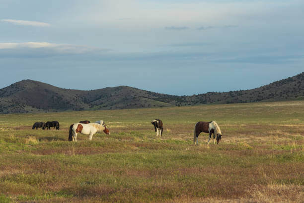 istock Wild Horses in the Utah Desert 1020759606